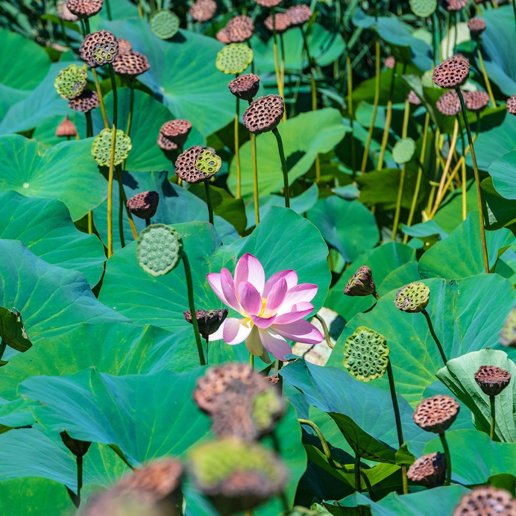 Nelumbo Red at Sunset - Lotus nain rouge