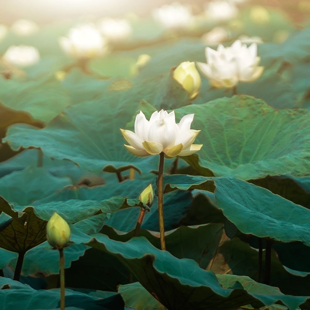 Nelumbo nucifera Hong Bian Yudie - Lotus des Indes