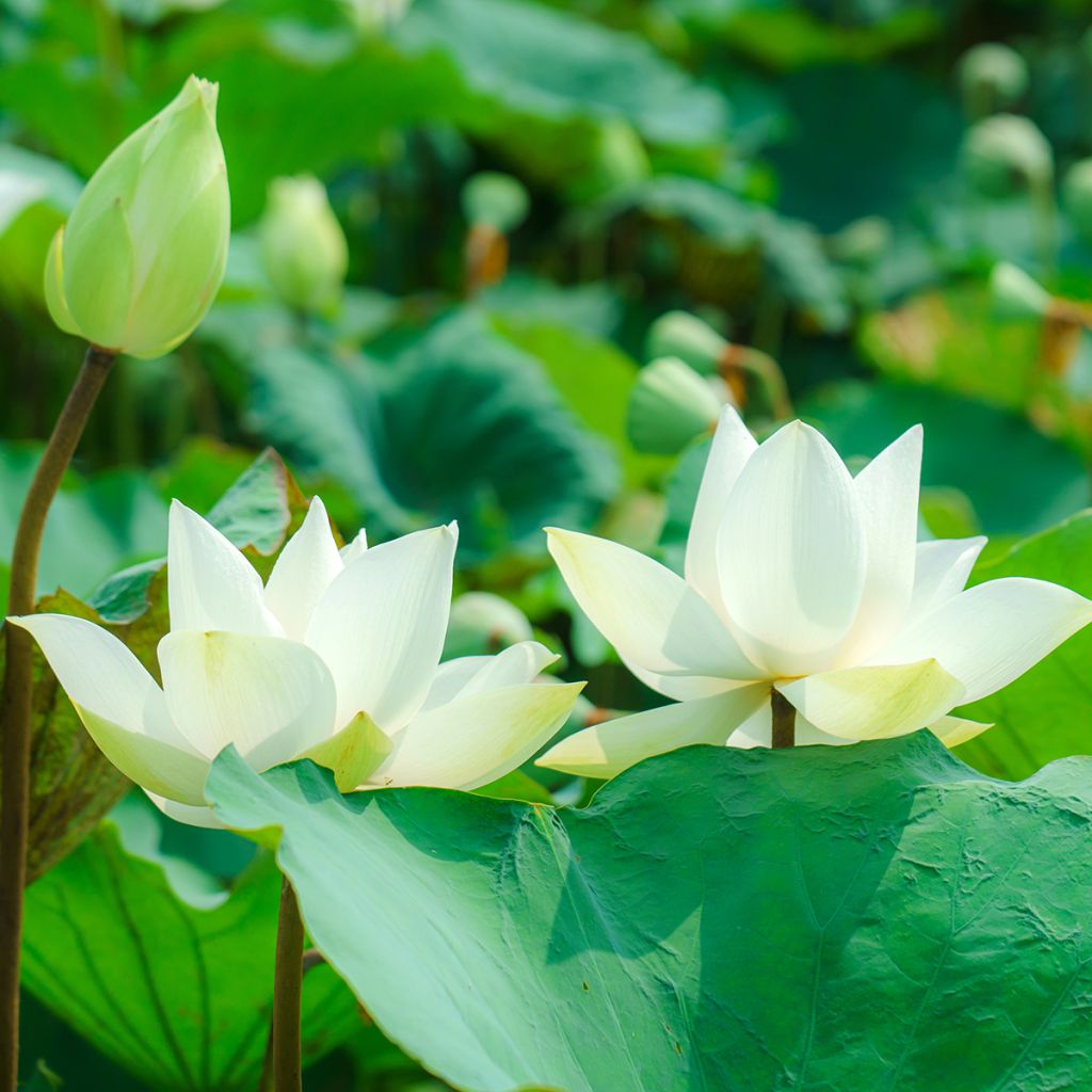 Nelumbo nucifera Hong Bian Yudie - Lotus des Indes