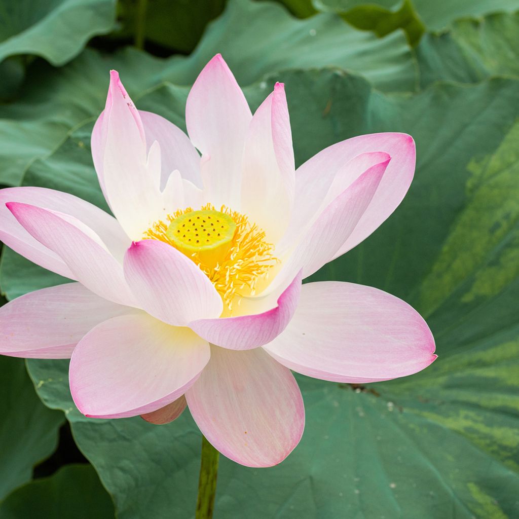 Nelumbo nucifera - Lotus sacré