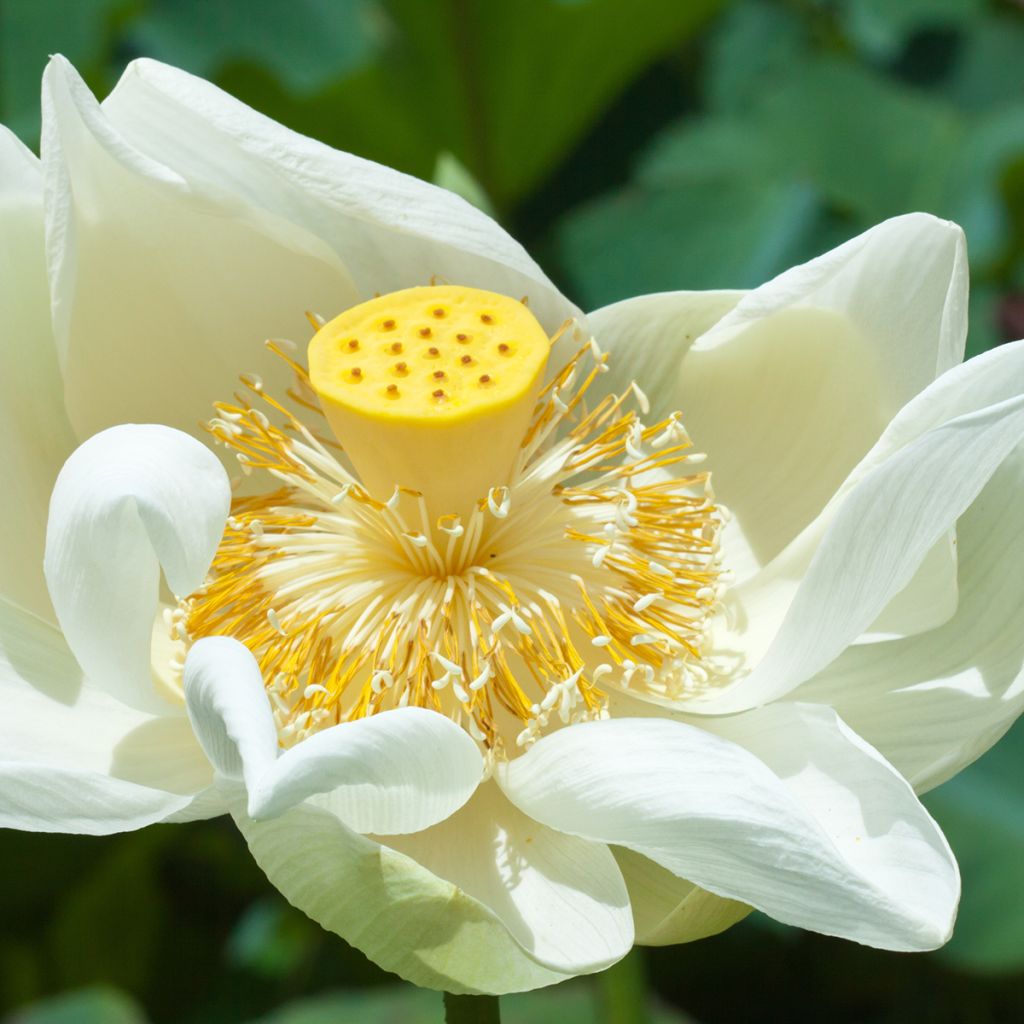 Nelumbo nucifera Stellar White - Lotus des Indes blanc
