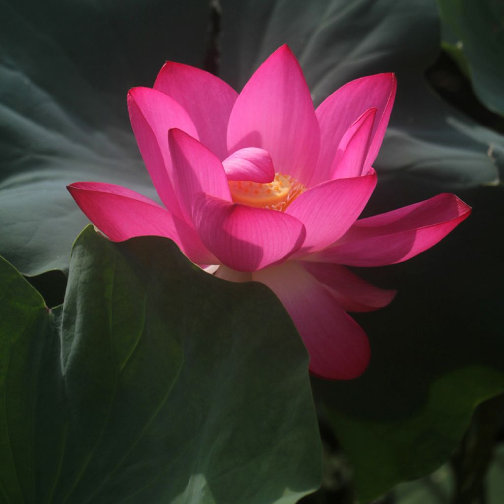 Nelumbo pygmaea Red - Lotus nain rose rouge