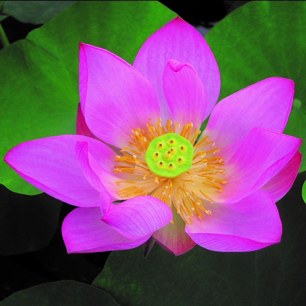 Nelumbo pygmaea Red - Lotus nain rose rouge