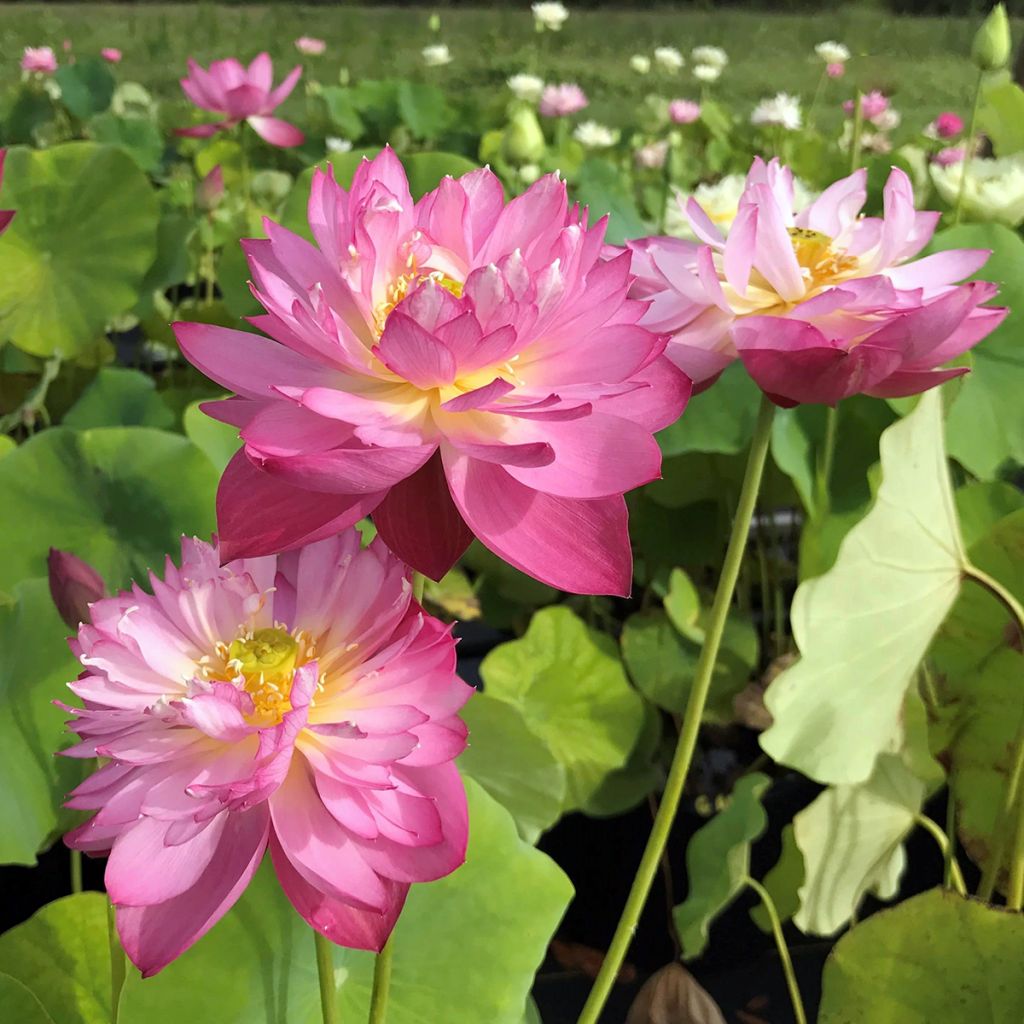 Nelumbo Elite Red - Lotus nain