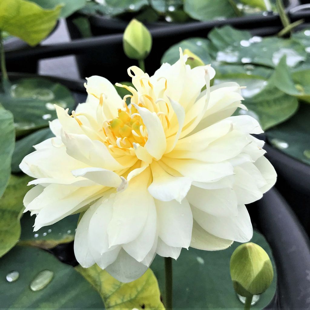 Nelumbo Gold & Resplendence - Lotus nain