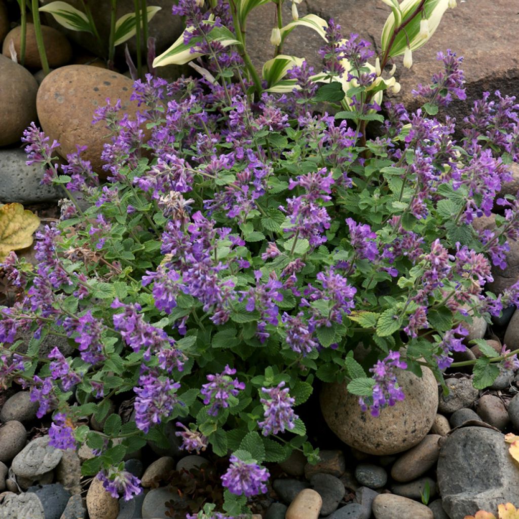 Nepeta Nova Blue - Népéta hybride