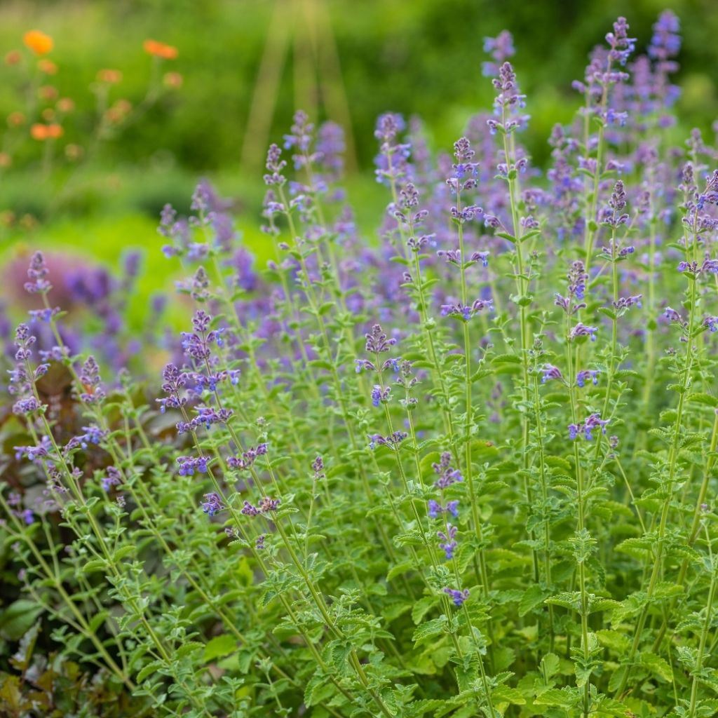 Nepeta faassenii Six Hill s Giant