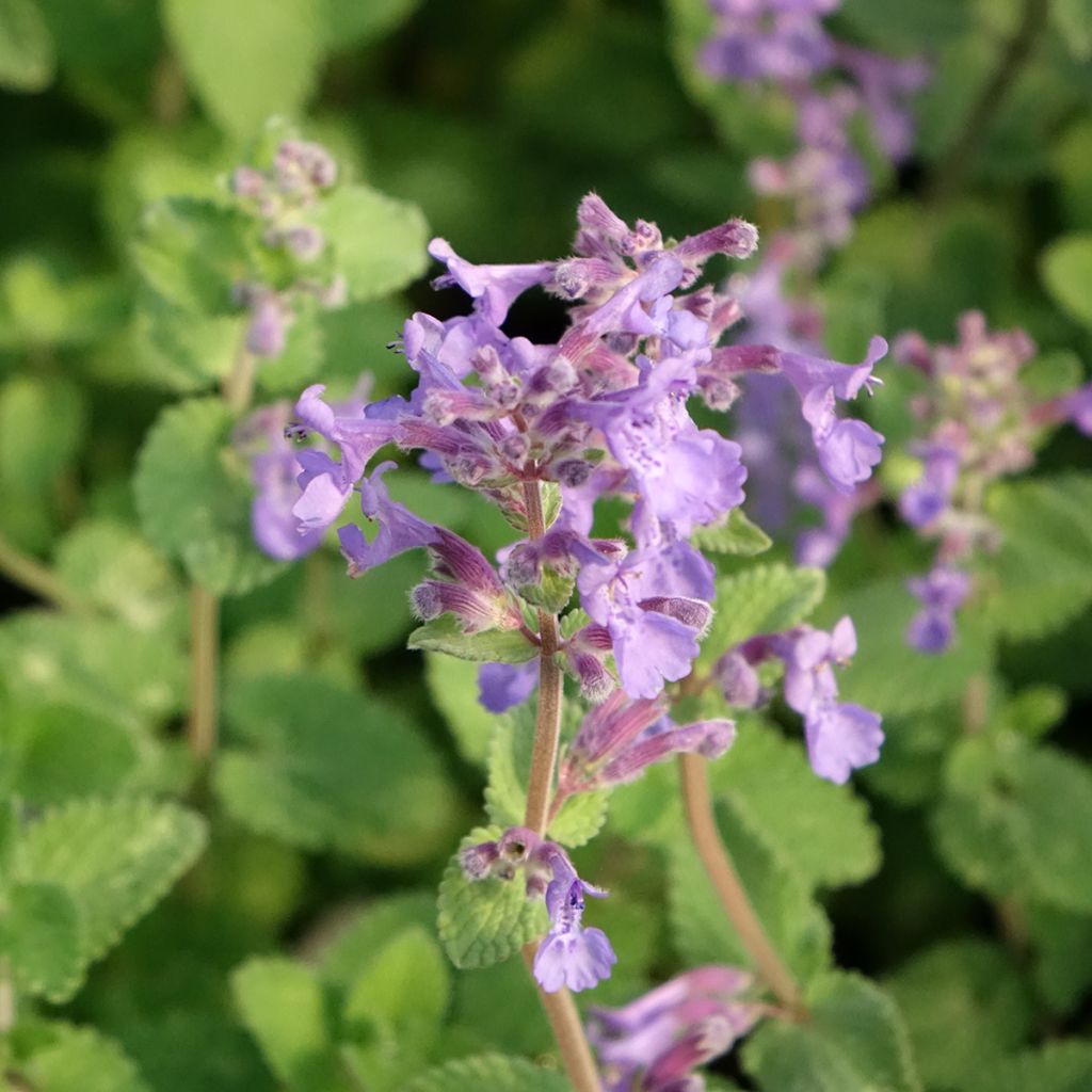 Nepeta faassenii Walker's Low