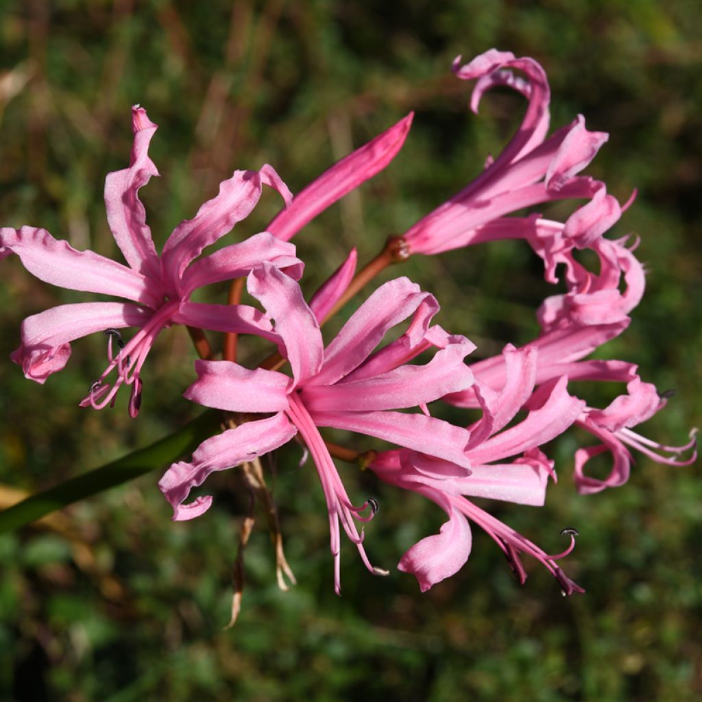 Nerine bowdenii Amandi - Lis de Guernesey