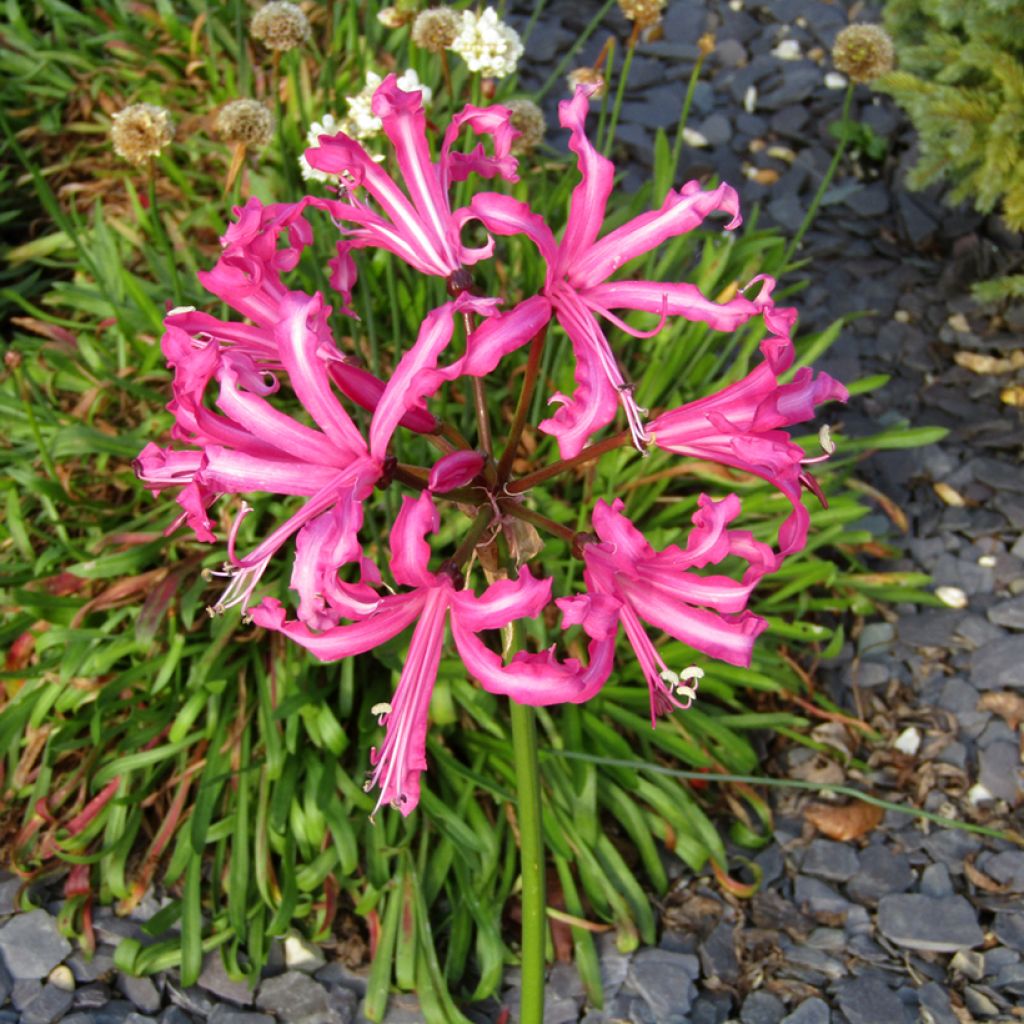 Nerine bowdenii Favourite - Lis de Guernesey