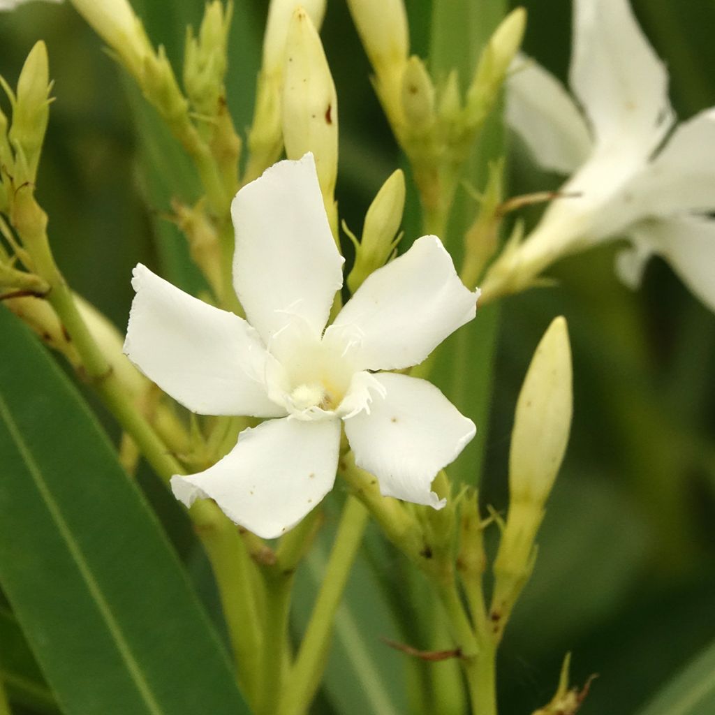 Laurier rose - Nerium oleander Blanc