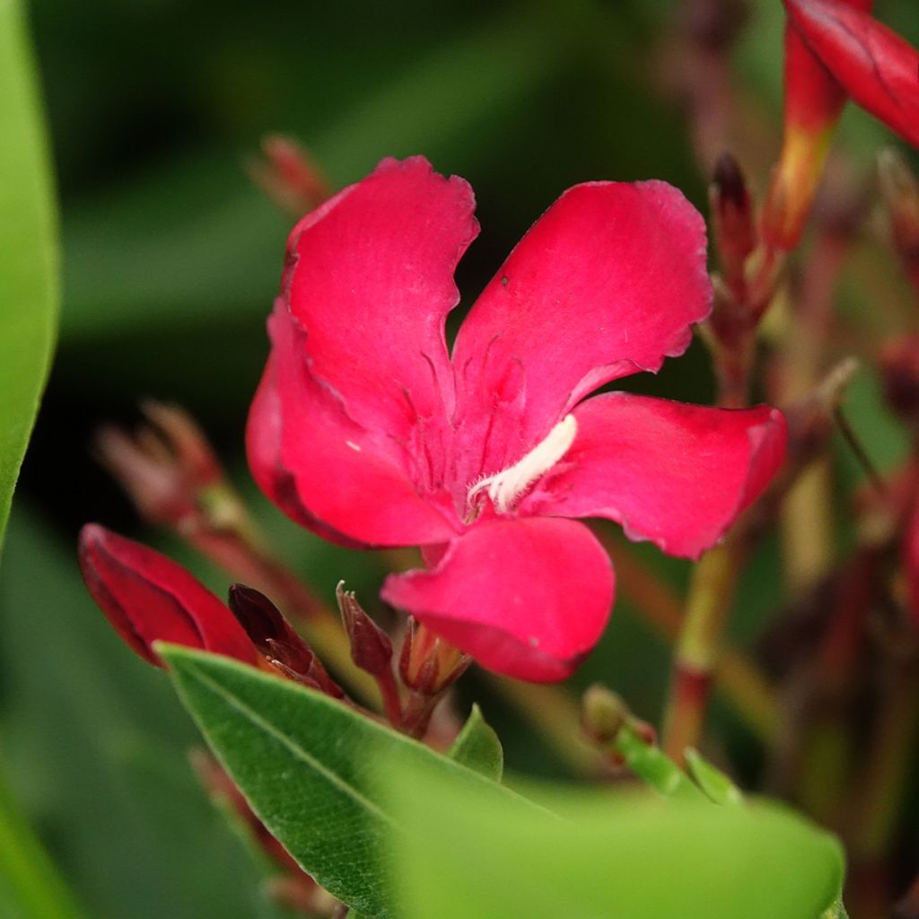 Laurier rose - Nerium oleander Rouge Simple