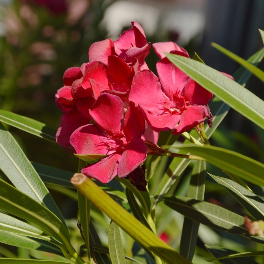 Laurier rose Jannoch - Nerium oleander