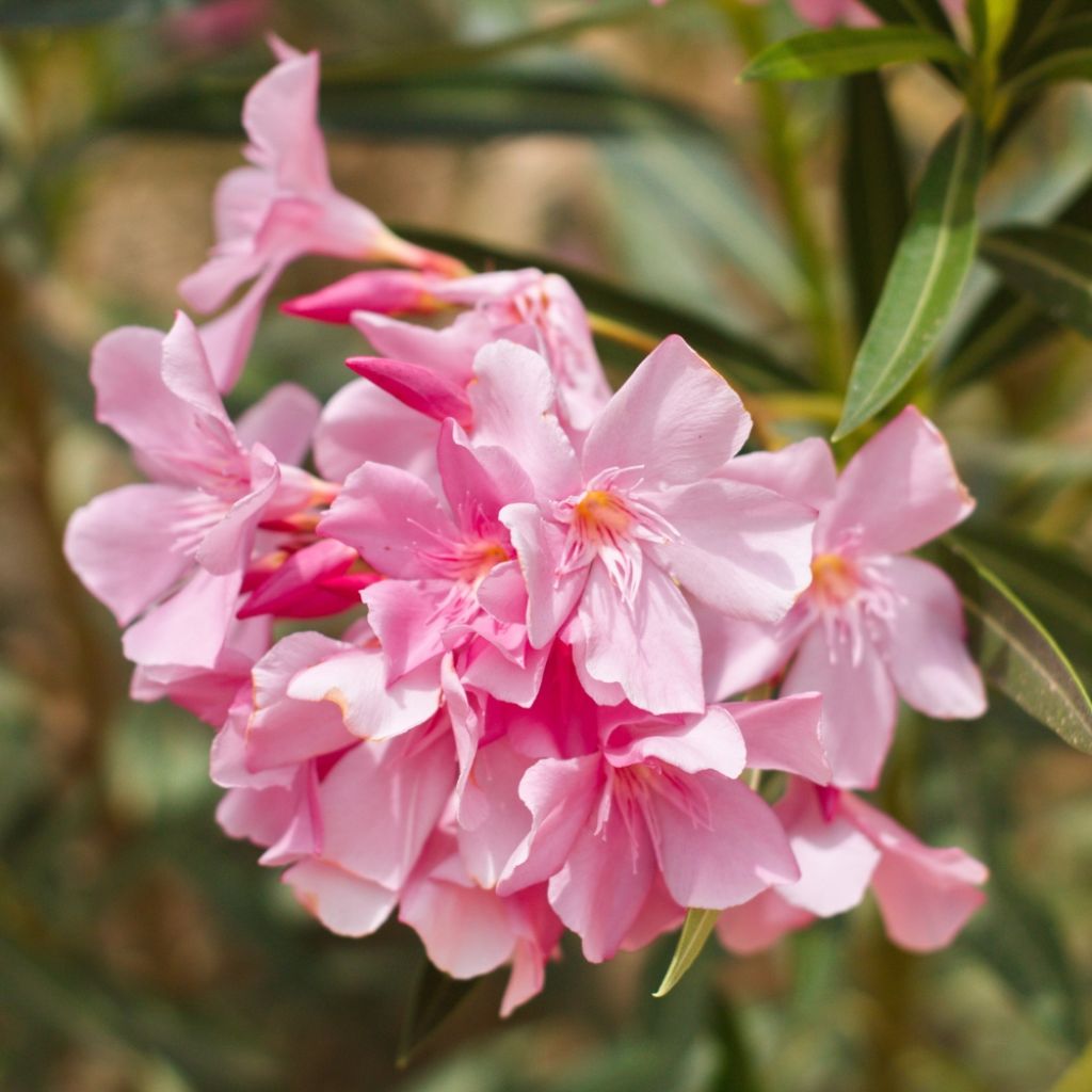 Laurier-rose Magaly – Nerium oleander