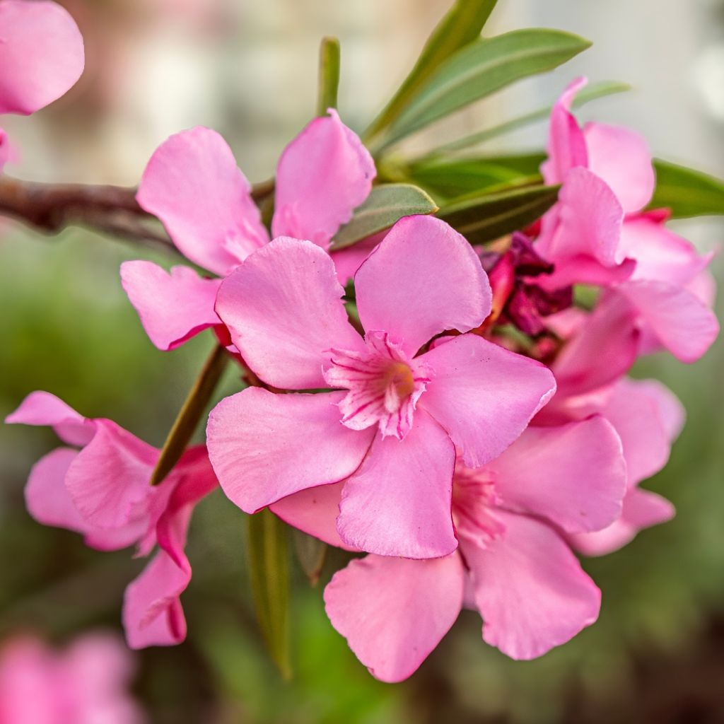 Laurier-rose Margarita – Nerium oleander
