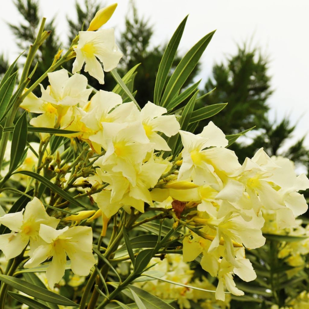 Laurier rose Marie Gambetta - Nerium oleander 