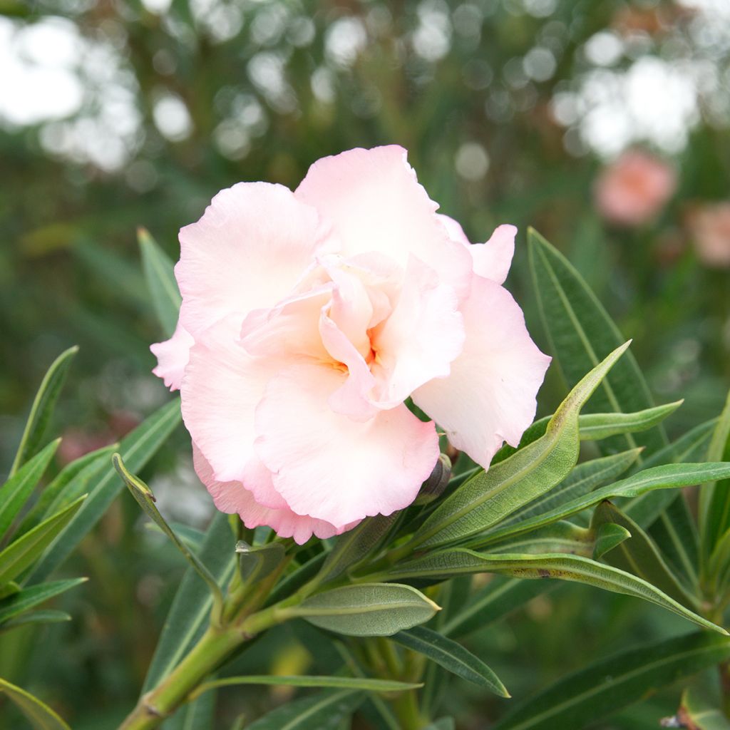 Laurier rose Provence - Nerium oleander