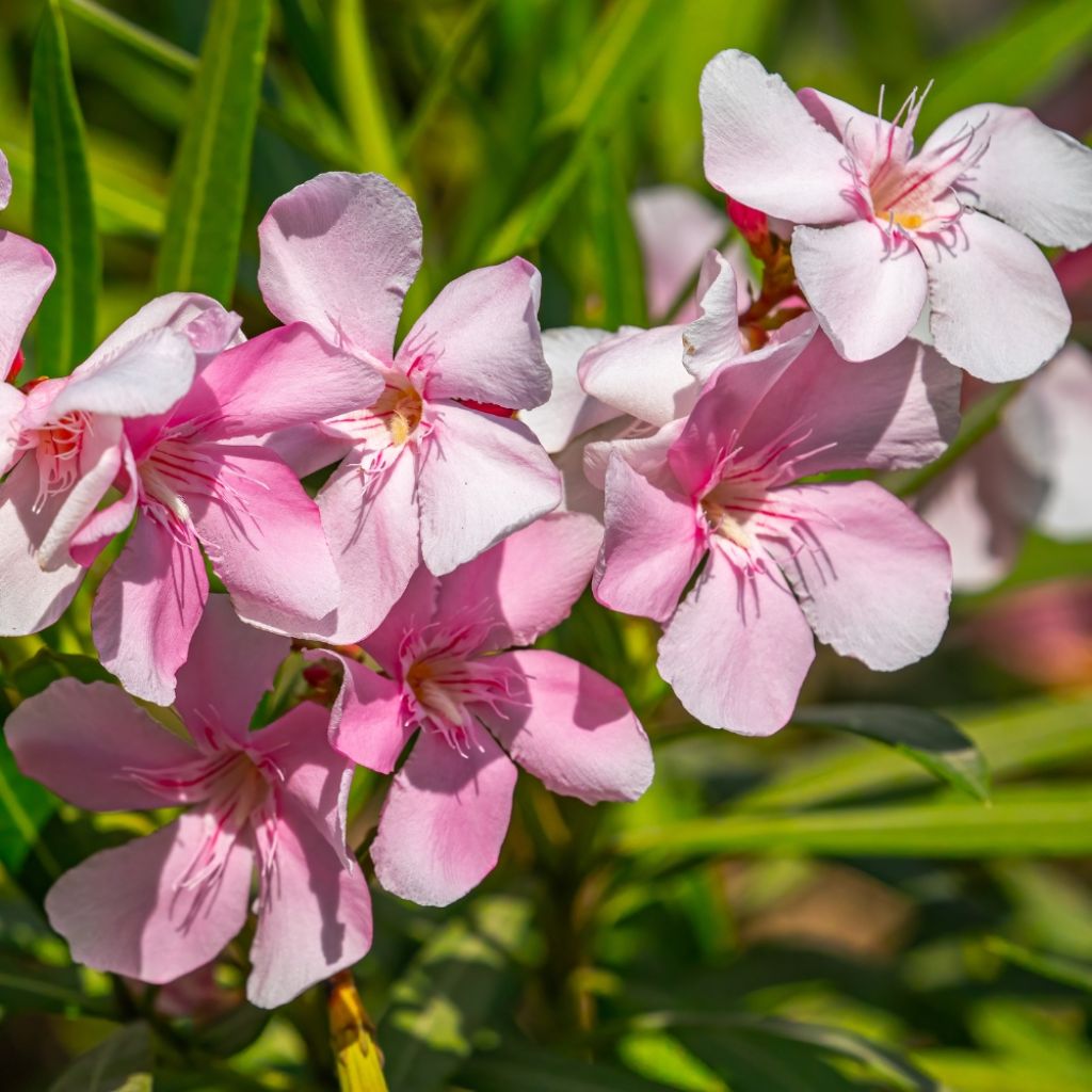 Laurier rose Sealy Pink – Nerium oleander