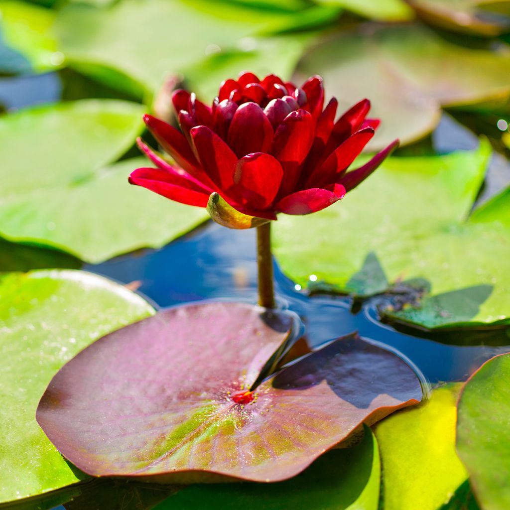 Nymphaea Black Princess - Nénuphar rustique