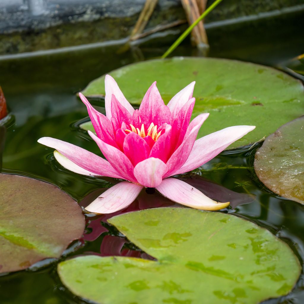 Nymphaea Charles de Meurville - Nénuphar rustique