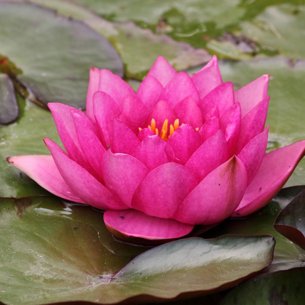 Nymphaea Eros - Nénuphar rustique rose soutenu