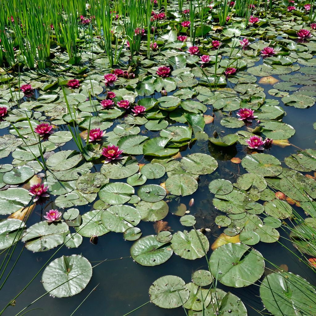 Nymphaea Eros - Nénuphar rustique rose soutenu