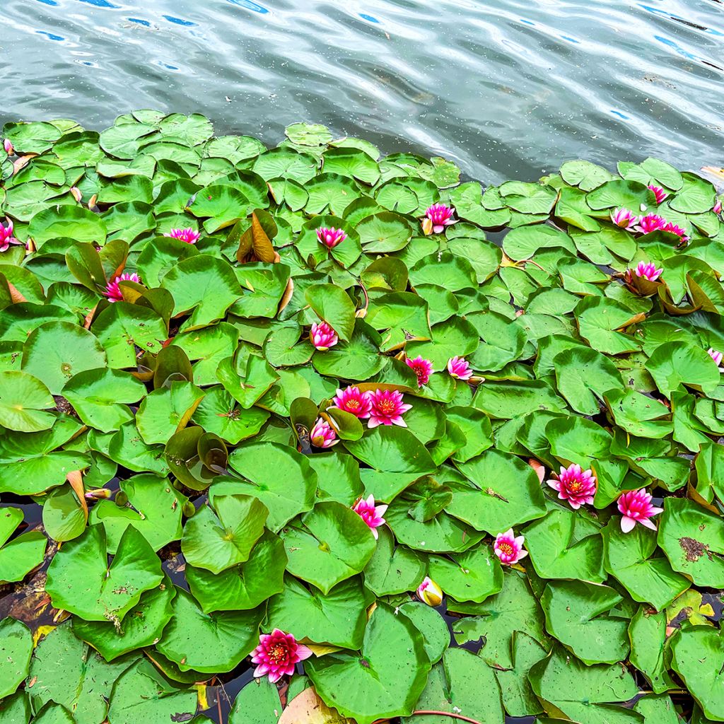 Nymphaea Escarboucle - Nénuphar rustique rouge