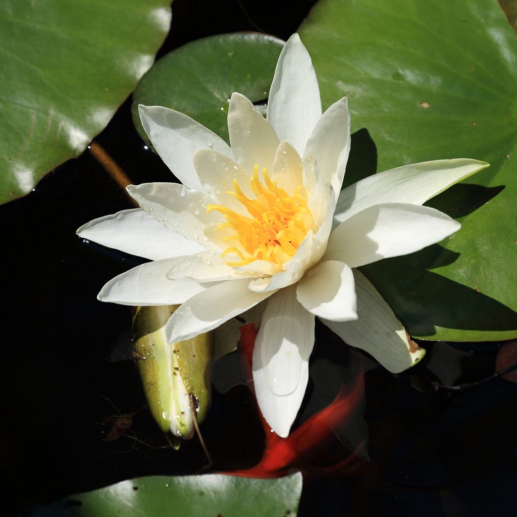 Nymphaea Evelyn Stetson - Nénuphar rustique blanc