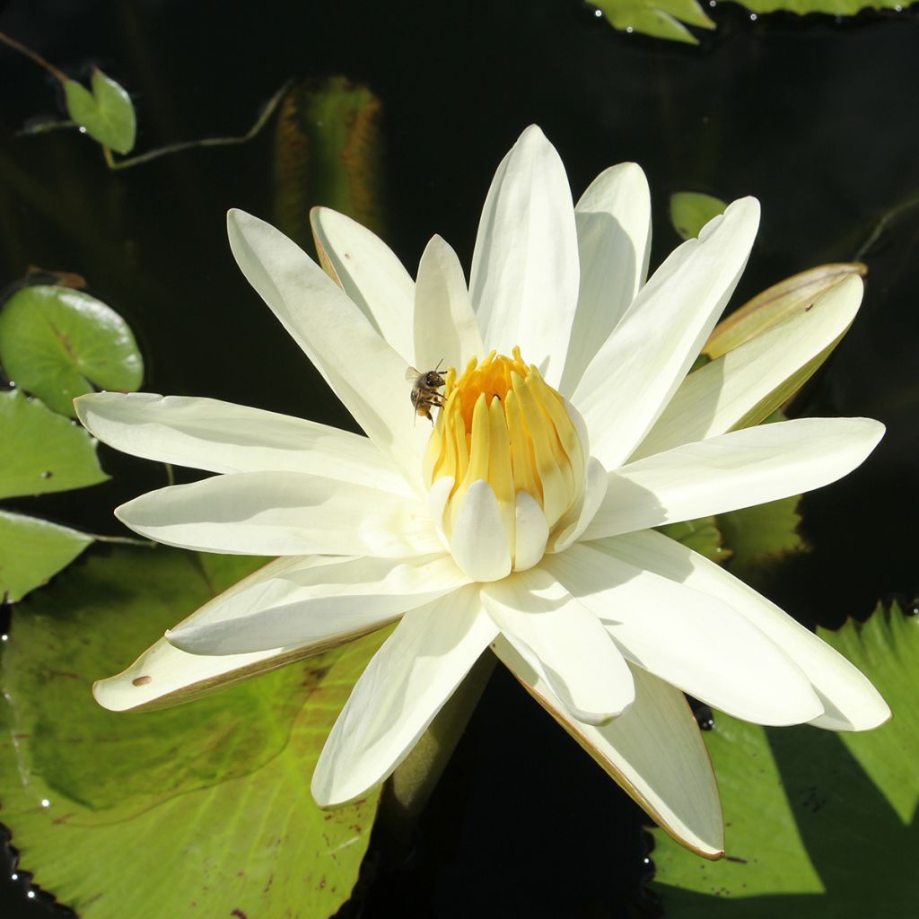 Nymphaea Hal Miller - Nénuphar blanc rustique