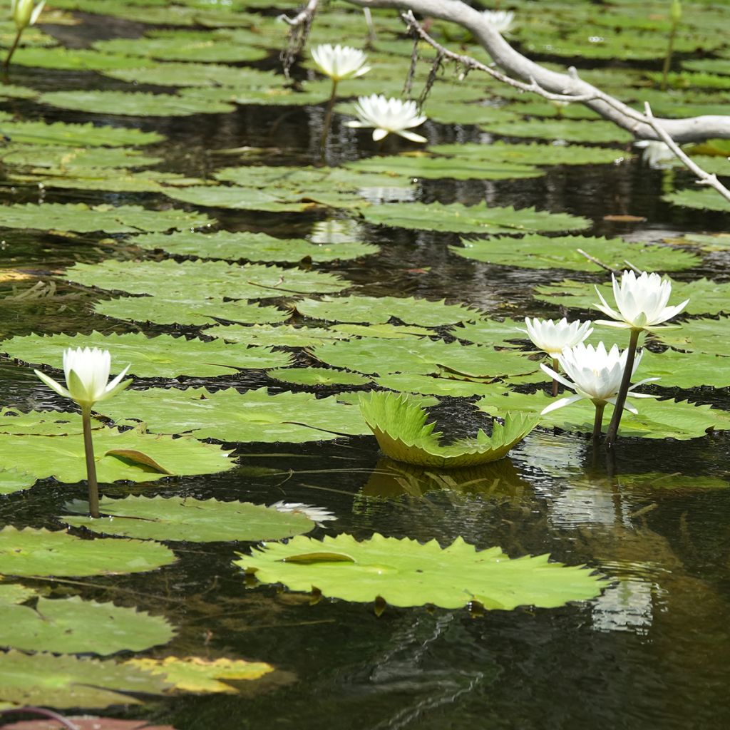 Nymphaea Hal Miller - Nénuphar blanc rustique