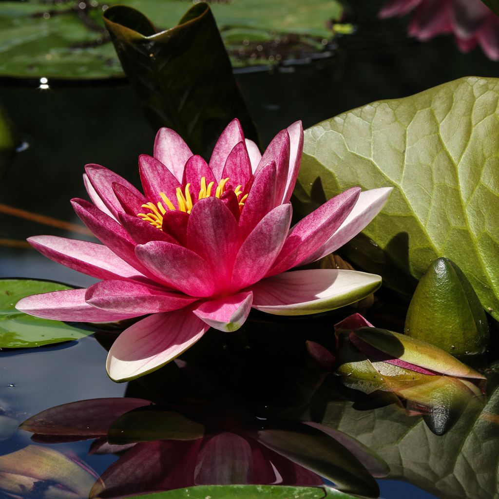 Nymphaea James Brydon - Nénuphar rustique