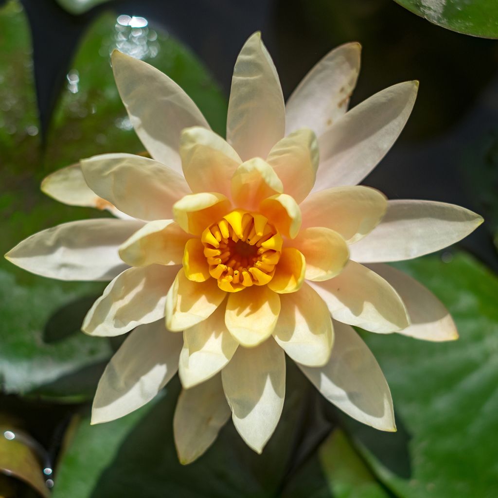 Nymphaea Lemon Chiffon - Nénuphar rustique jaune