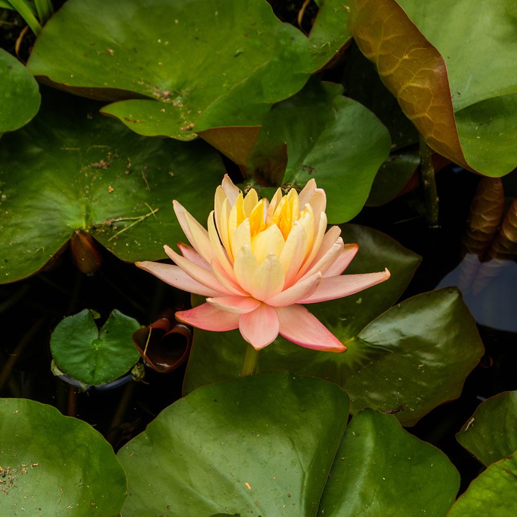 Nymphaea Mangkala Ubol - Nénuphar rustique rose saumon