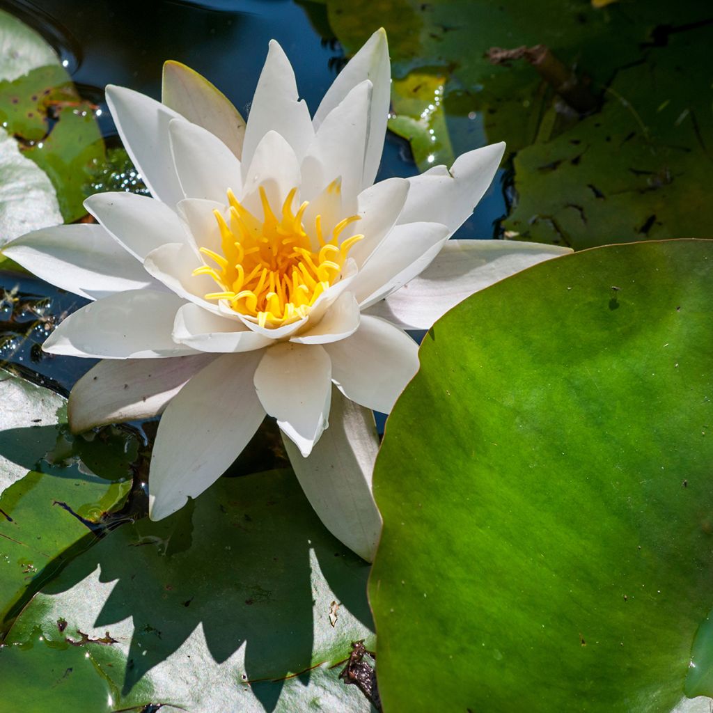 Nymphaea Marliacea Albida - Nénuphar rustique