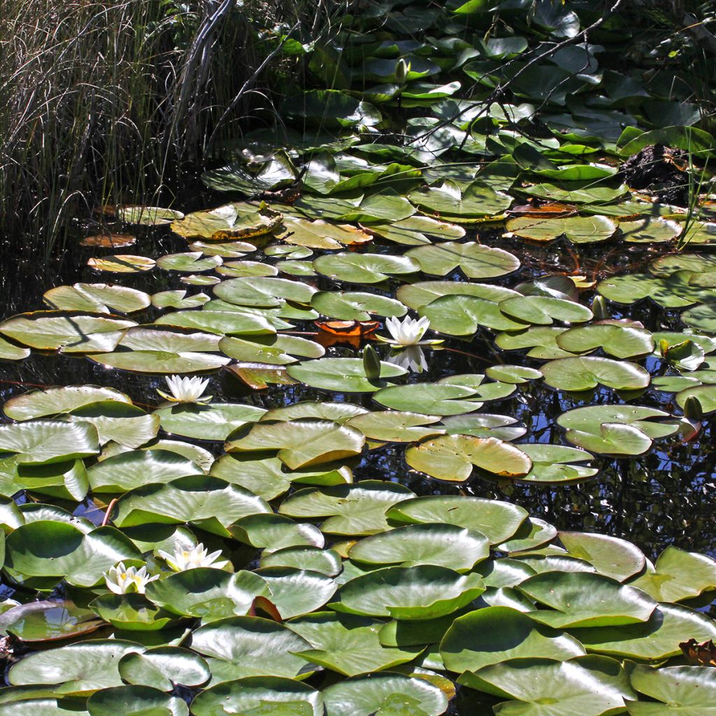 Nymphaea Marliacea Albida - Nénuphar rustique