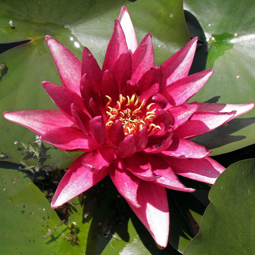 Nymphaea Perry's Red Glow - Nénuphar rustique rouge
