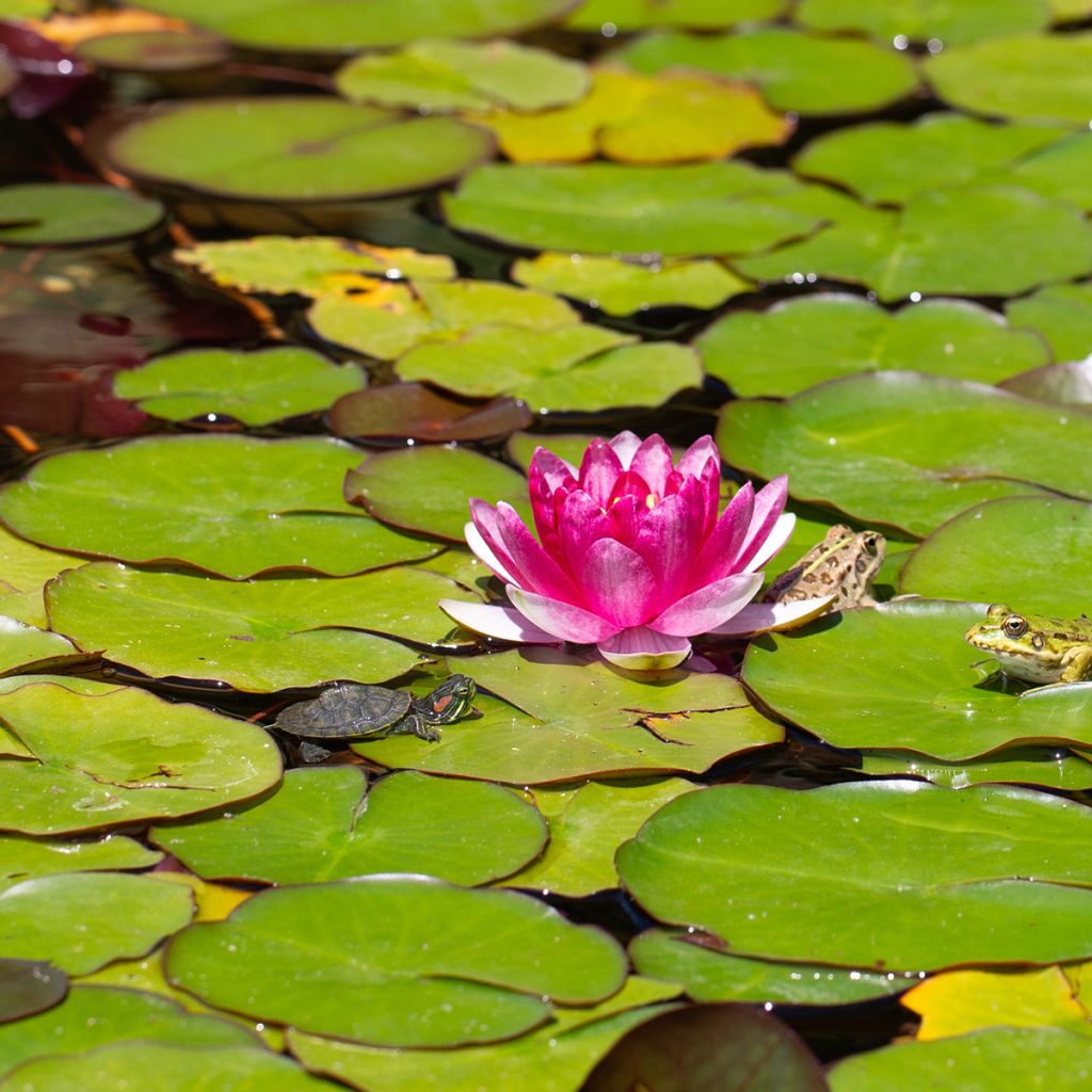Nymphaea Pygmaea Rubra - Nénuphar nain rustique rouge
