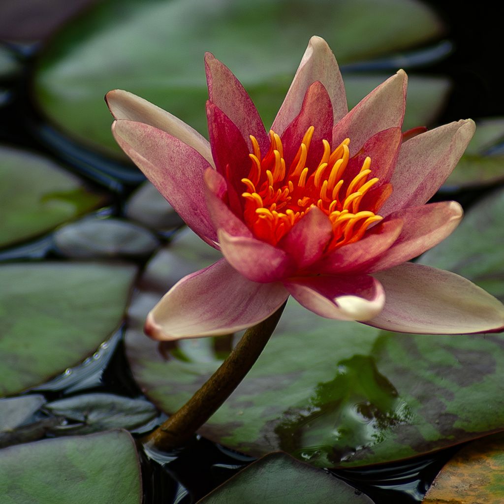Nymphaea Sioux - Nénuphar rustique