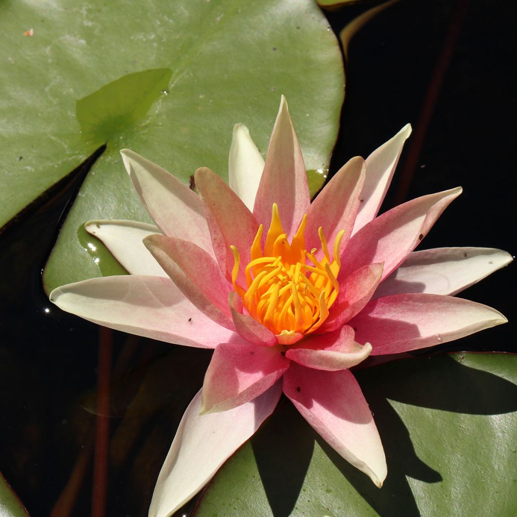 Nymphaea Sioux - Nénuphar rustique