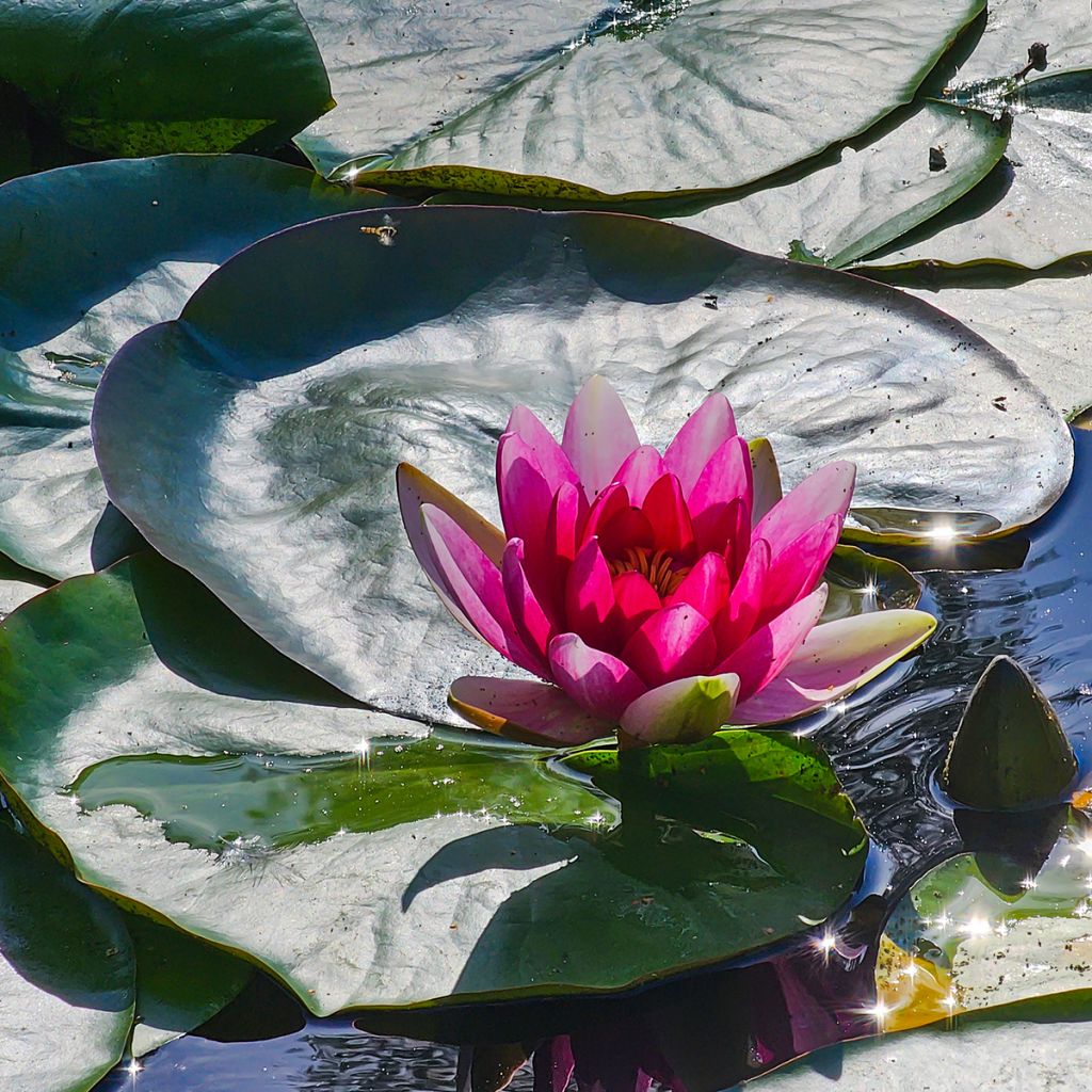 Nymphaea Escarboucle - Nénuphar rustique rouge