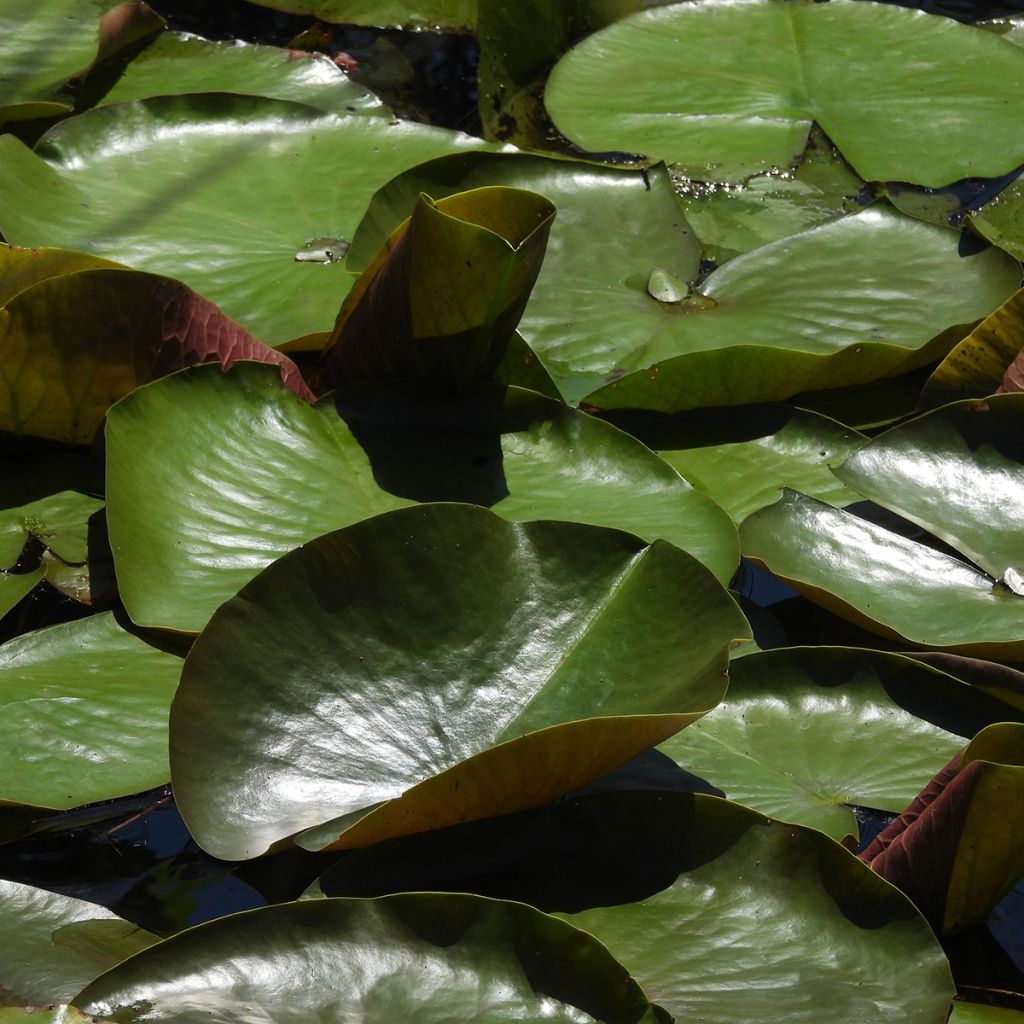 Nymphaea Odorata Sulphurea Grandiflora - Nénuphar rustique jaune