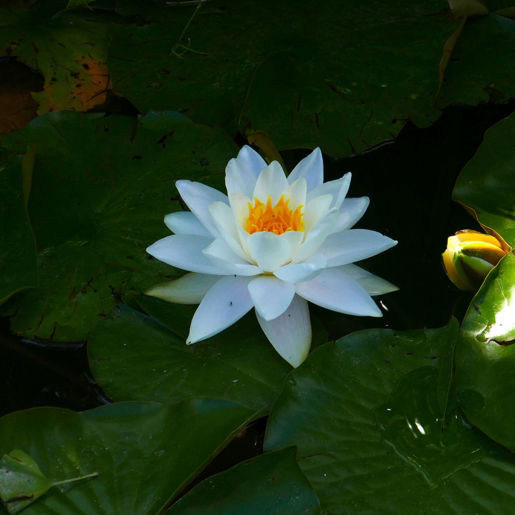 Nymphaea Odorata Alba - Nymphée odorante