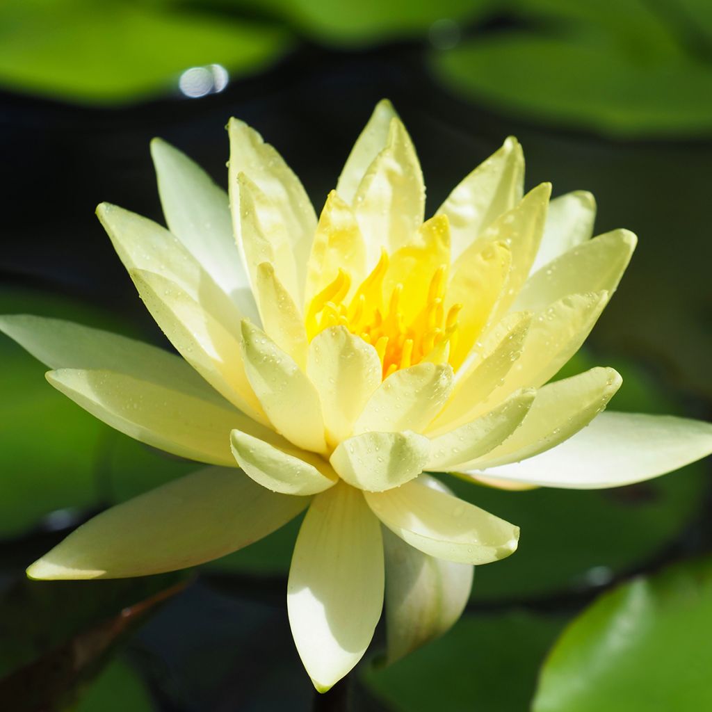 Nymphaea Lemon Mist - Nénuphar rustique jaune citron