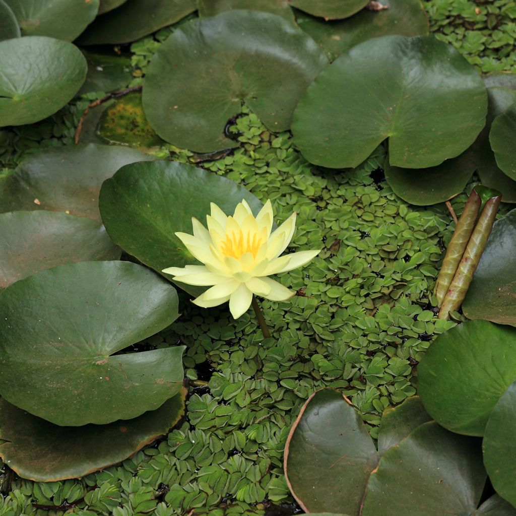 Nymphaea Pygmaea Helvola - Nénuphar nain rustique