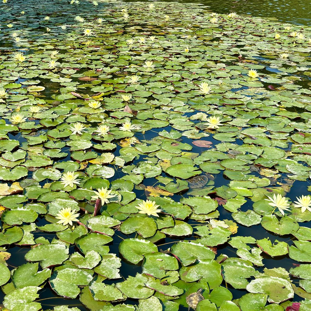 Nymphaea Pygmaea Helvola - Nénuphar nain rustique