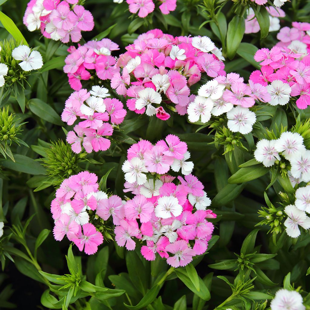 Oeillet de poète Jolt Pink Magic