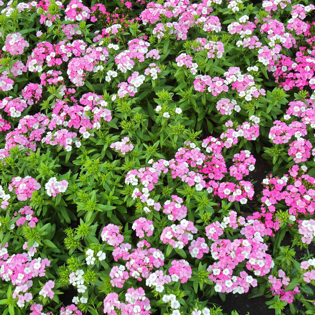 Oeillet de poète Jolt Pink Magic