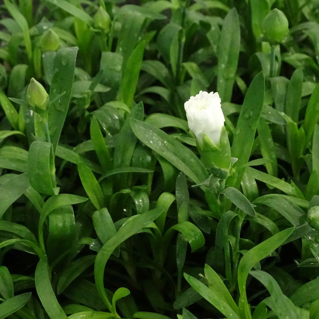 Oeillet double vivace Sunflor Cosmos - Dianthus hybride