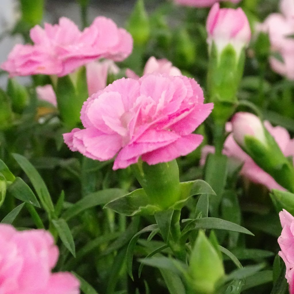 Oeillet double vivace Sunflor Evert - Dianthus hybride