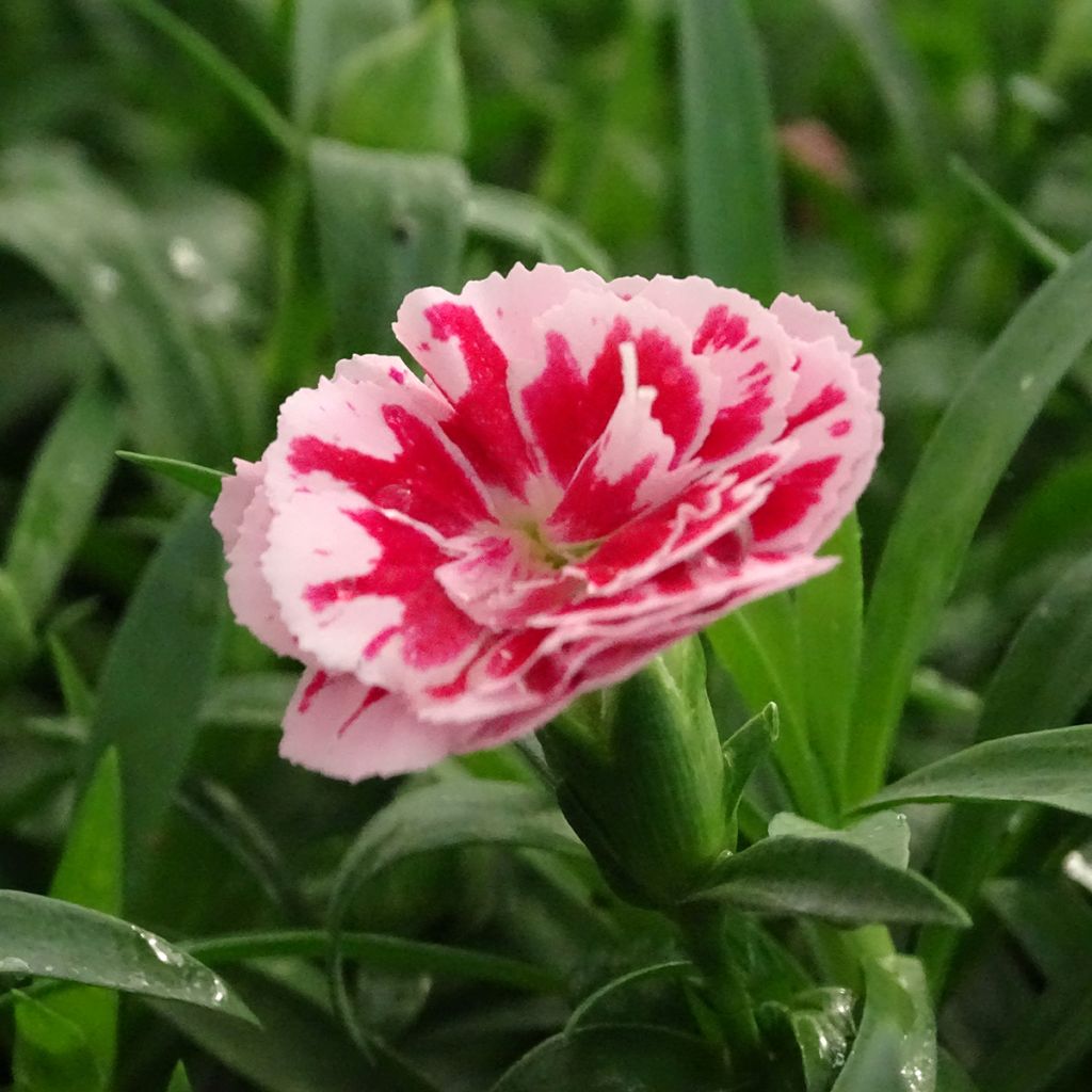 Oeillet double vivace Sunflor Megan - Dianthus hybride
